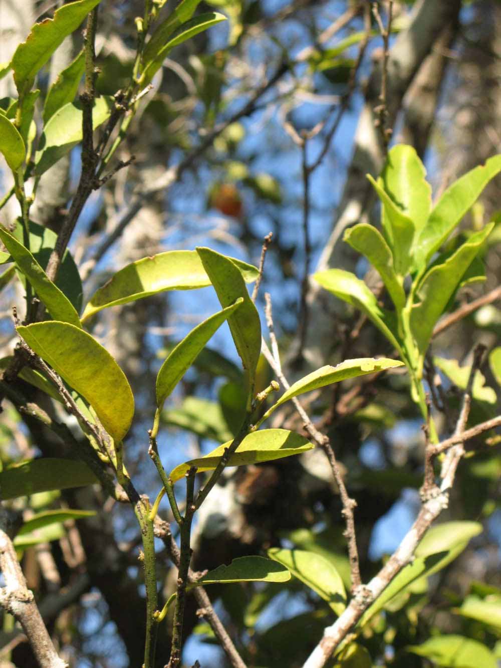            Sun leaves (Winter Haven, FL)   
